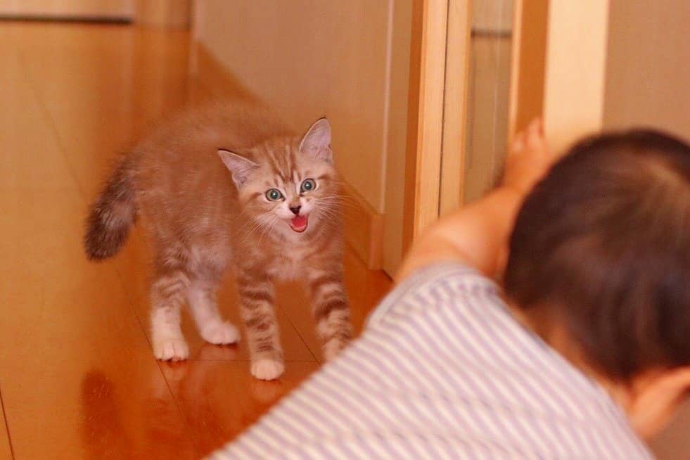 猫が噛んだり引っかいたりして赤ちゃんに傷