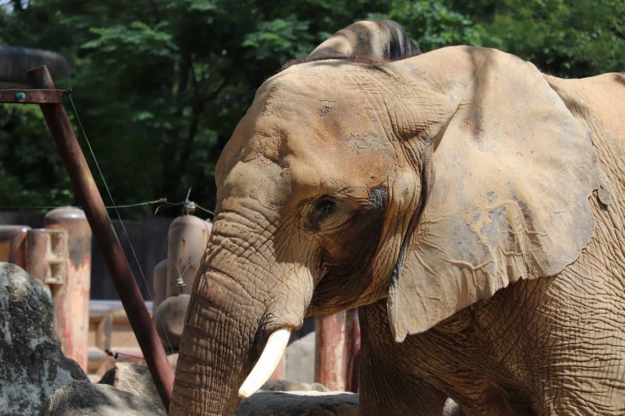 動物 と 触れ合える 関西