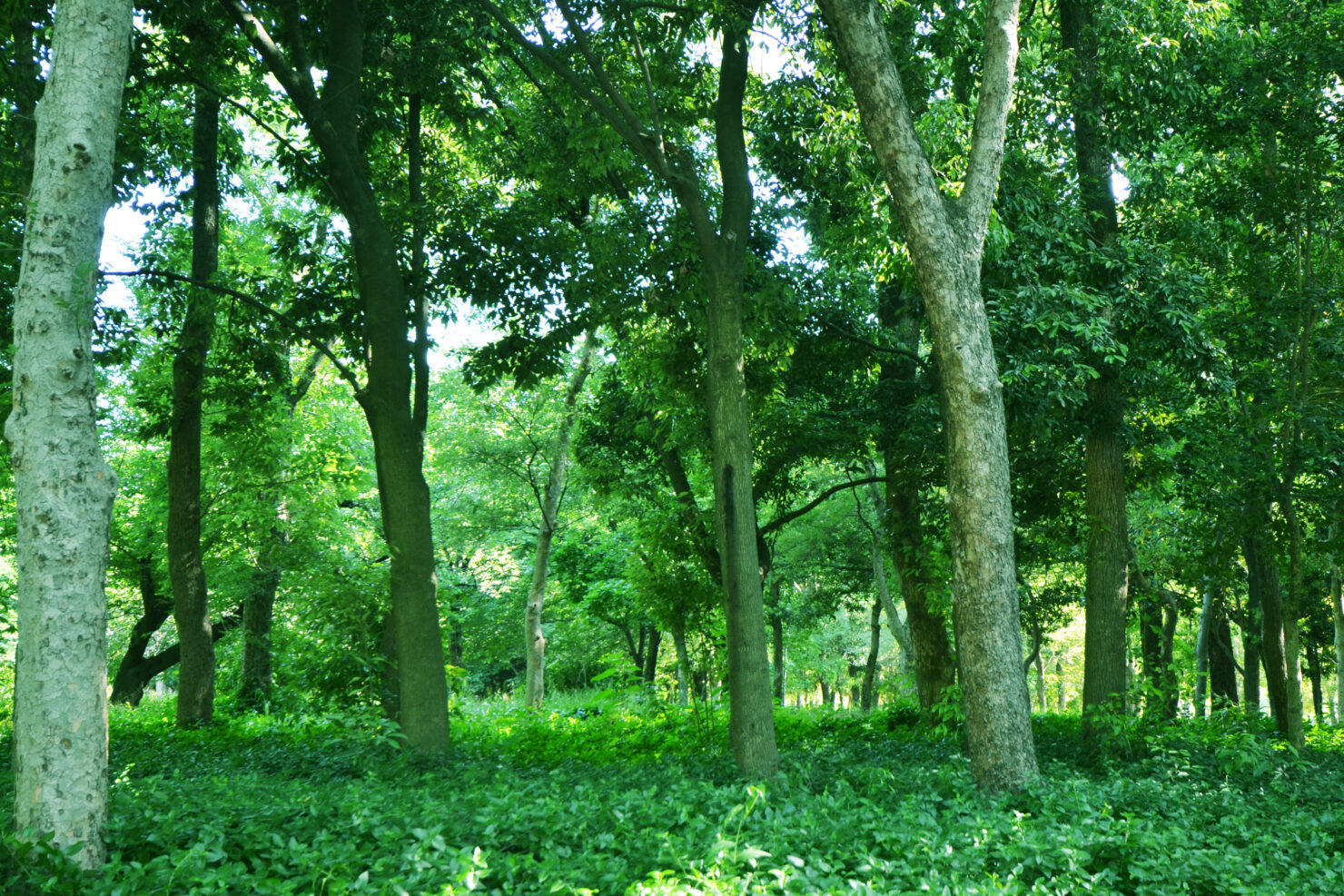 植草学園大学小倉キャンパス共生の森
